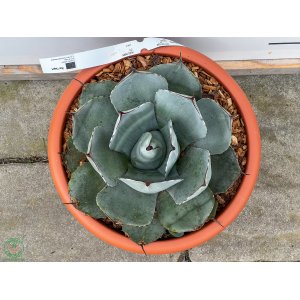 Agáva (Agave) ´PARRYI´ - výška 10-15 cm, ⌀ 20-30 cm, kont. C6L (-23°C)